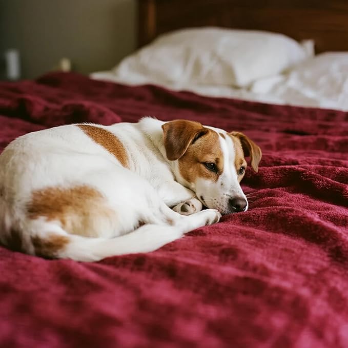 gogobunny Waterproof Bed Blanket, Reversible Sherpa Fleece Throw Blanket for Dog Puppy Cat, Furniture Cover Protects Bed Couch Sofa from Liquid Pee and Pet Fur (Romantic Red, 60x80 inches)