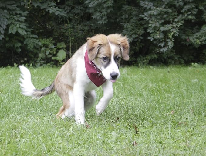 $averPak Pets - InsectGuard Permethrin Treated Mosquitoes, Flies, Ticks & More Insect Repellent Dog Bandanna Paisley (Hunter Green)