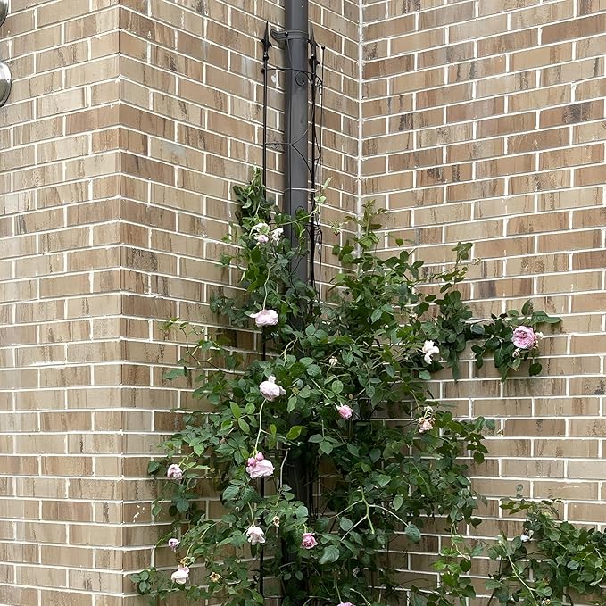 Garden Trellis 2 Pack 72'' H x 12'' W Metal Plant Trellis Indoor/Outdoor Metal Garden Trellis Plant Trellis for Potted Plants Climbing Houseplants Flowers