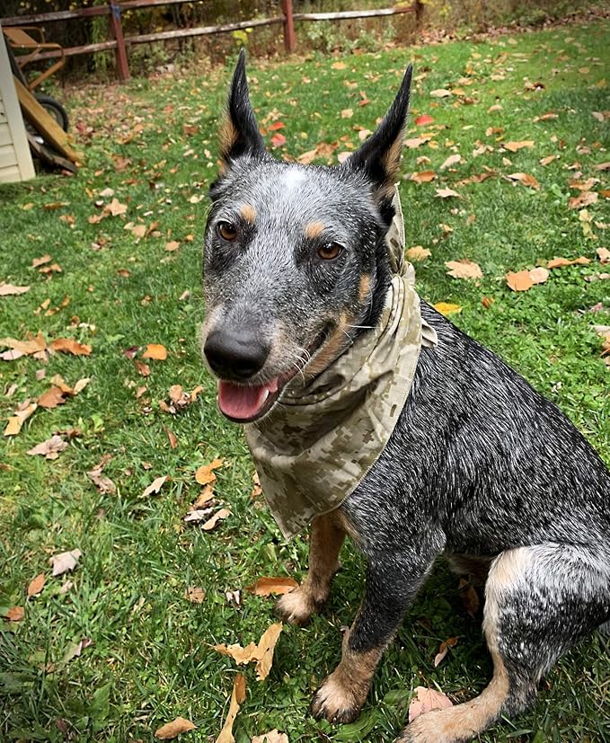 $averPak Pets - InsectGuard Permethrin Treated Mosquitoes, Flies, Ticks & More Insect Repellent Dog Bandanna Paisley (Beige)